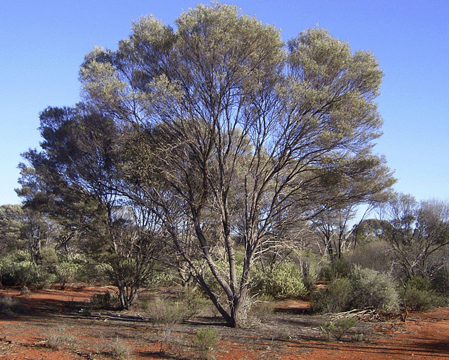 Mulga (Acacia aneura)